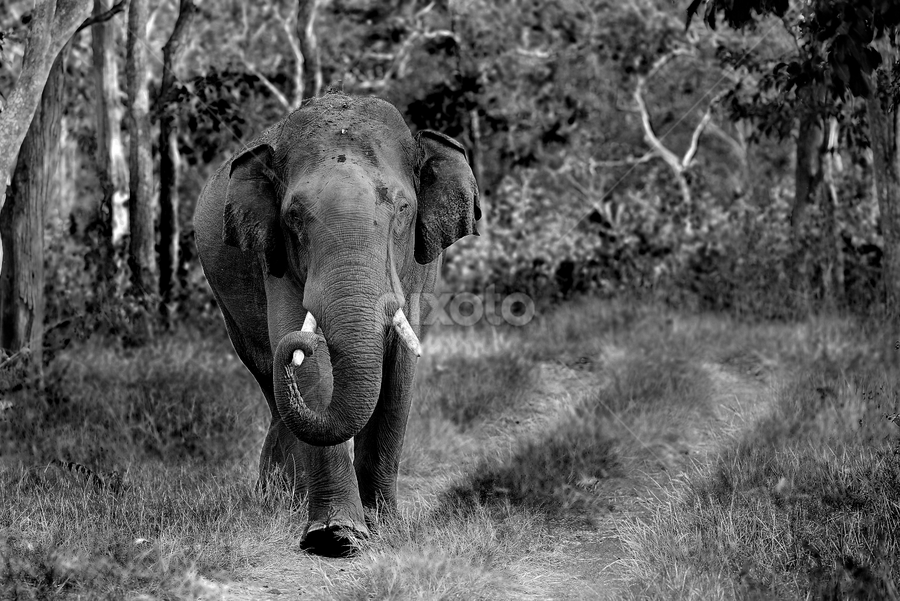 Hi key Monochrome Jumbo by Nimit Virdi - Animals Other Mammals