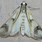 Polymorphic Pondweed Moth