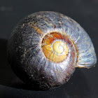 Gippsland black snail