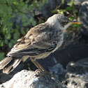 Galapagos Mockingbird (juvenile)
