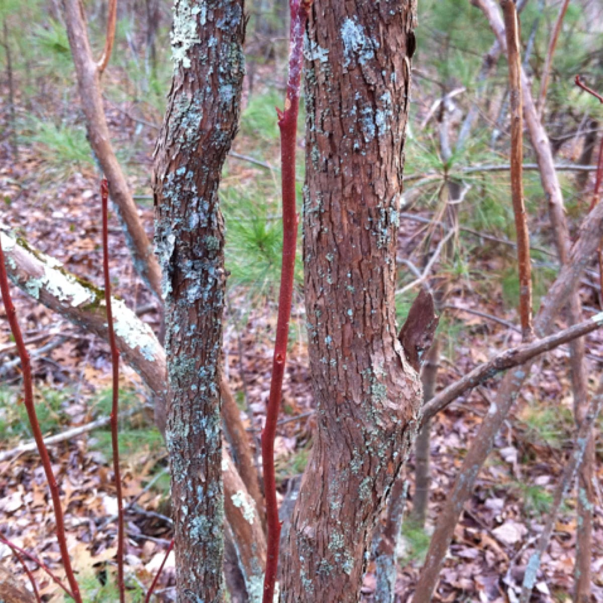 Highbush blueberry