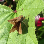 Skipper Butterfly