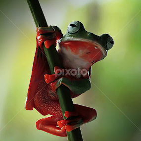 by Hernawan Safari - Animals Amphibians