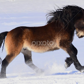 by Kristin Smestad - Animals Horses