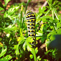 Black swallowtail caterpillar, parsleyworm
