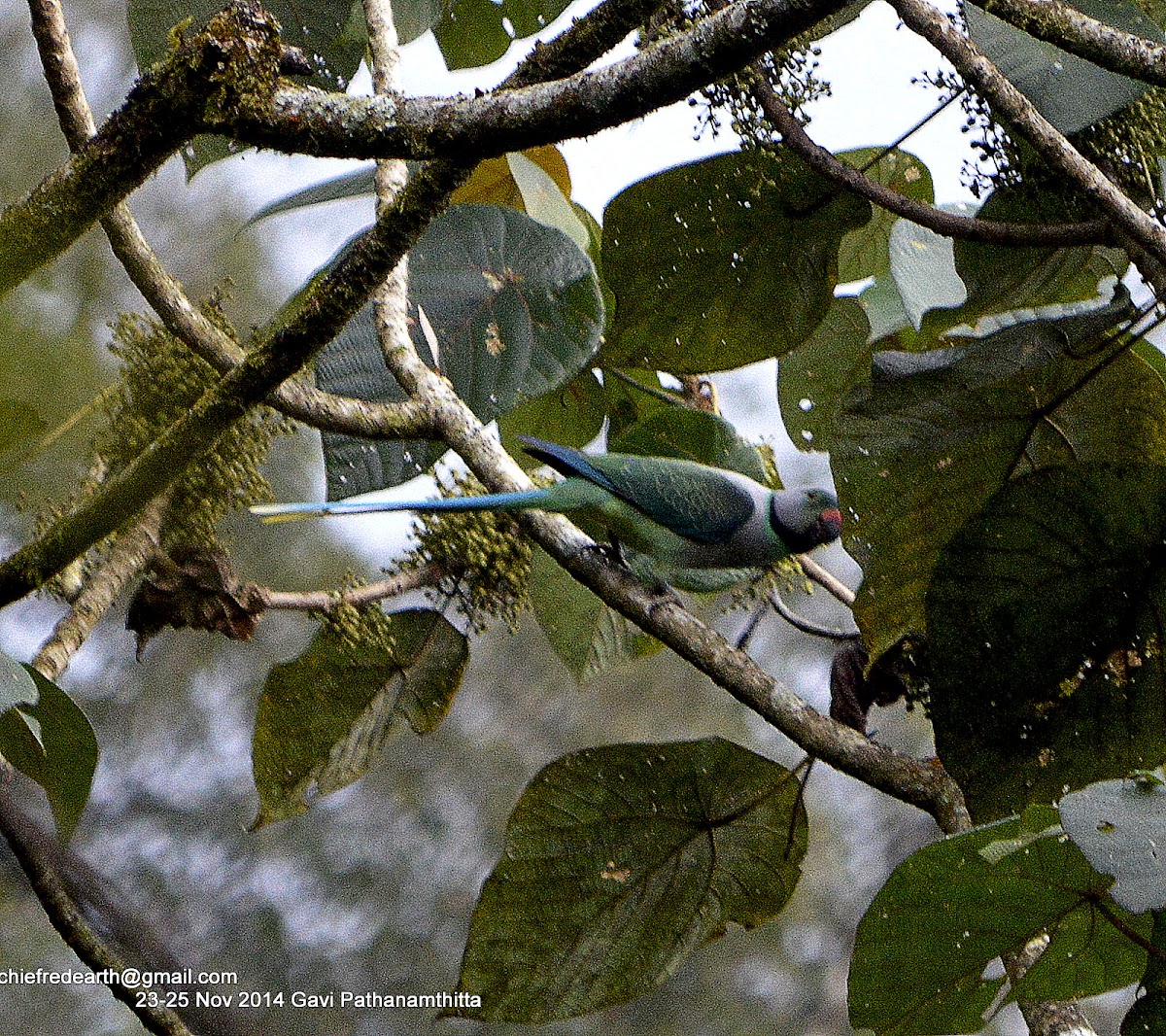 blue-winged parakeet or Malabar parakeet