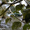 blue-winged parakeet or Malabar parakeet