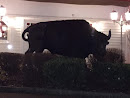 Bison Buffalo