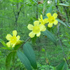 Swamp Yellow Jasmine