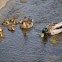 Mallard Ducks and Ducklings