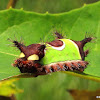 Saddleback moth caterpillar
