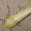 Dice Moth