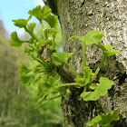 Ginkgo biloba blooming