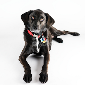 Lucy by Larry Glick - Animals - Dogs Portraits