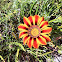 Treasure Flower - Gazania