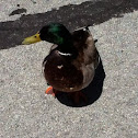 Duck