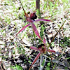 Carousel Spider Orchids