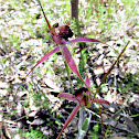 Carousel Spider Orchids