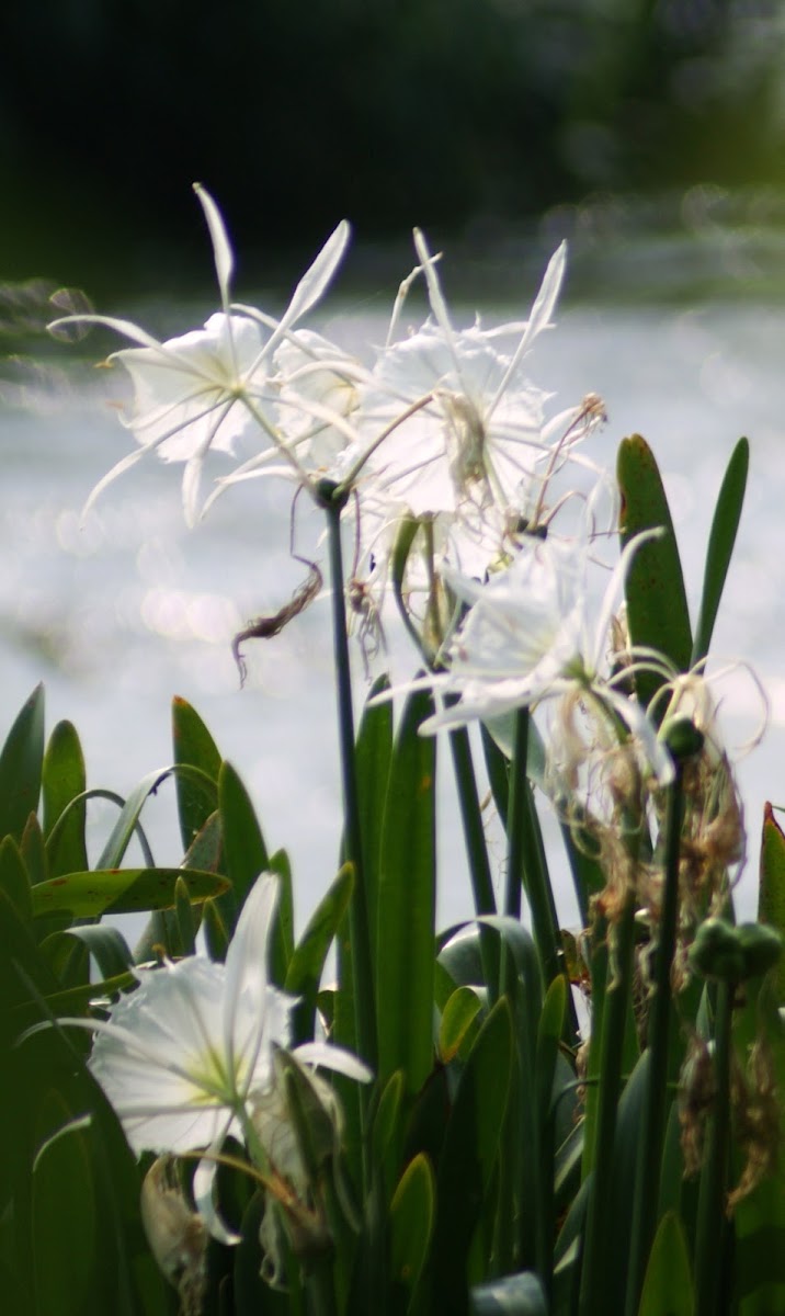 Rocky Shoals Spider Lily