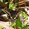 Black swallowtail (male)