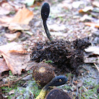 parasitic fungi on truffle