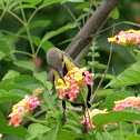 Purple Sunbird (Male in eclipse plumage)