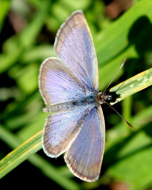 Common Blue Butterly