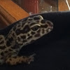 Leopard gecko