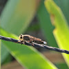 Horse Robber Fly