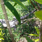 Yucatan Spiny-tailed Iguana