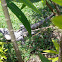Yucatan Spiny-tailed Iguana