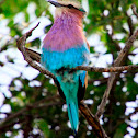 Lilac Breated Roller