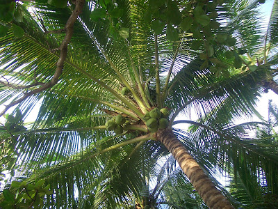 フィリピンのバサンバサ・ビーチ (Basangbasa Beach, Iloilo, Phillippines) という海岸に行った時に見つけた椰子の木のお花をご紹介します