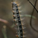 Pine Processionary Moth