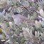 Eurasian Blackcap, Curruca capirotada