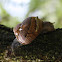 Caracol común de jardín / Brown garden snail