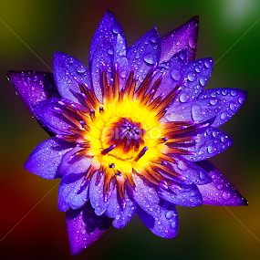 Lotus 23 by TEDDY ZUSMA - Flowers Single Flower