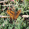 Wall Brown