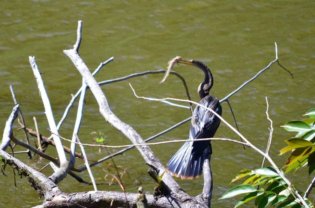 Anhinga and the catch of the day