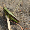 Grasshopper