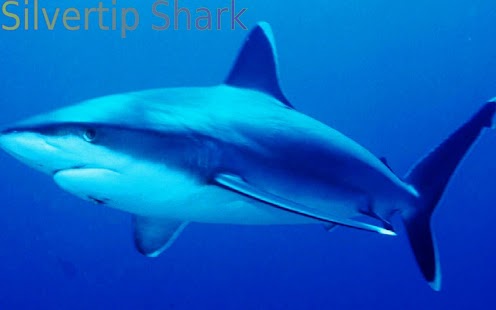 How to install Sharks of the World 2 FREE patch 15.05.22 apk for bluestacks
