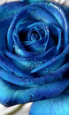 これまでで最高のスマホ 壁紙 青 すべての美しい花の画像