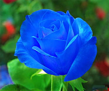 Blue Rose Live Wallpaper - Android Apps on Google Play