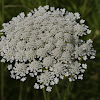 Wild carrot, Wilde Möhre