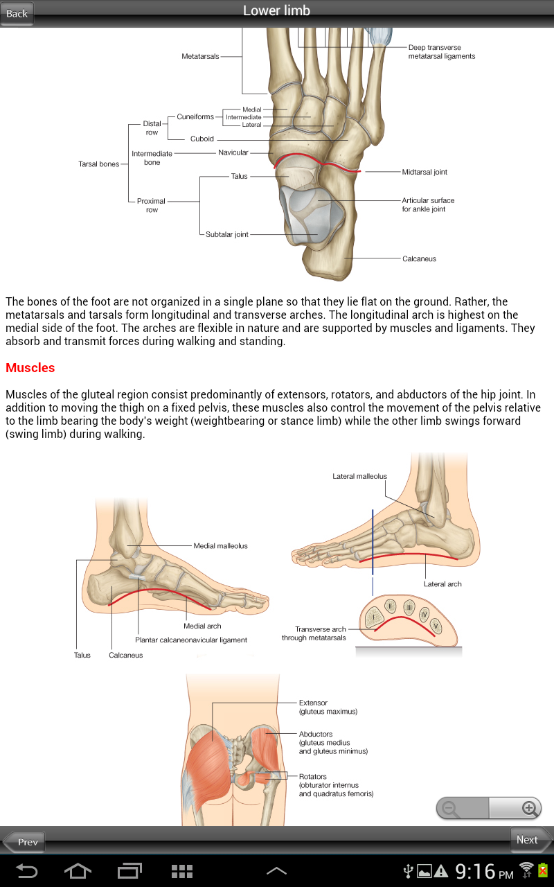 Grays Upper and Lower Limb Screen 2