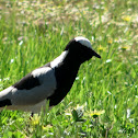 Blacksmith Lapwing with Chick