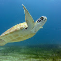 Green Sea Turtle / Tortuga Verde