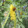 acacia with bee
