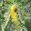 acacia with bee