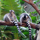 Ring-Tailed Lemur